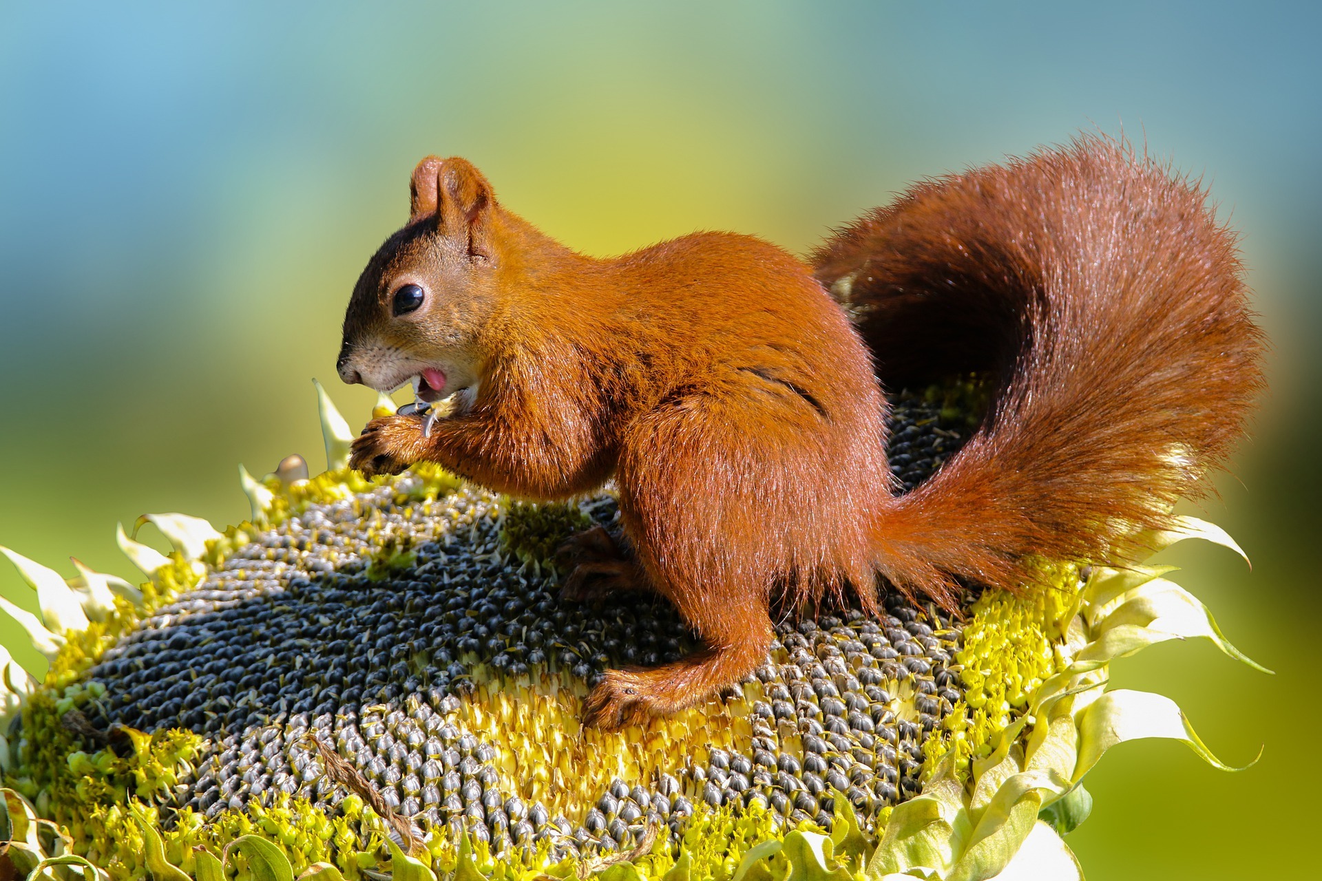 Can Squirrels Climb Chicken Wire? — PlantWorksNYC
