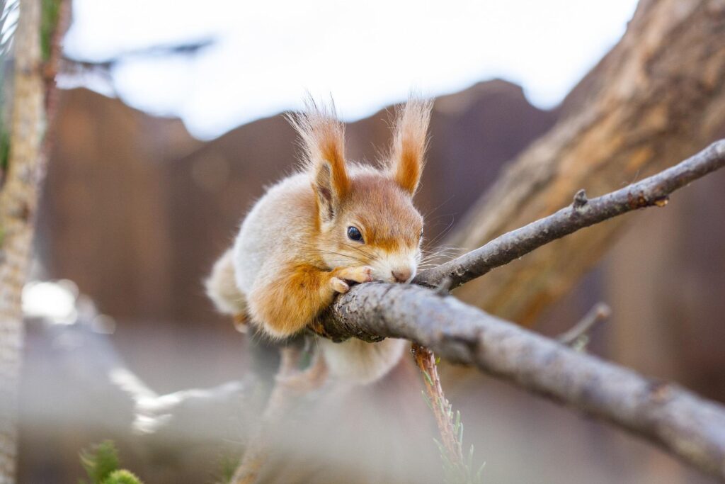 do-squirrels-eat-pumpkin-seeds