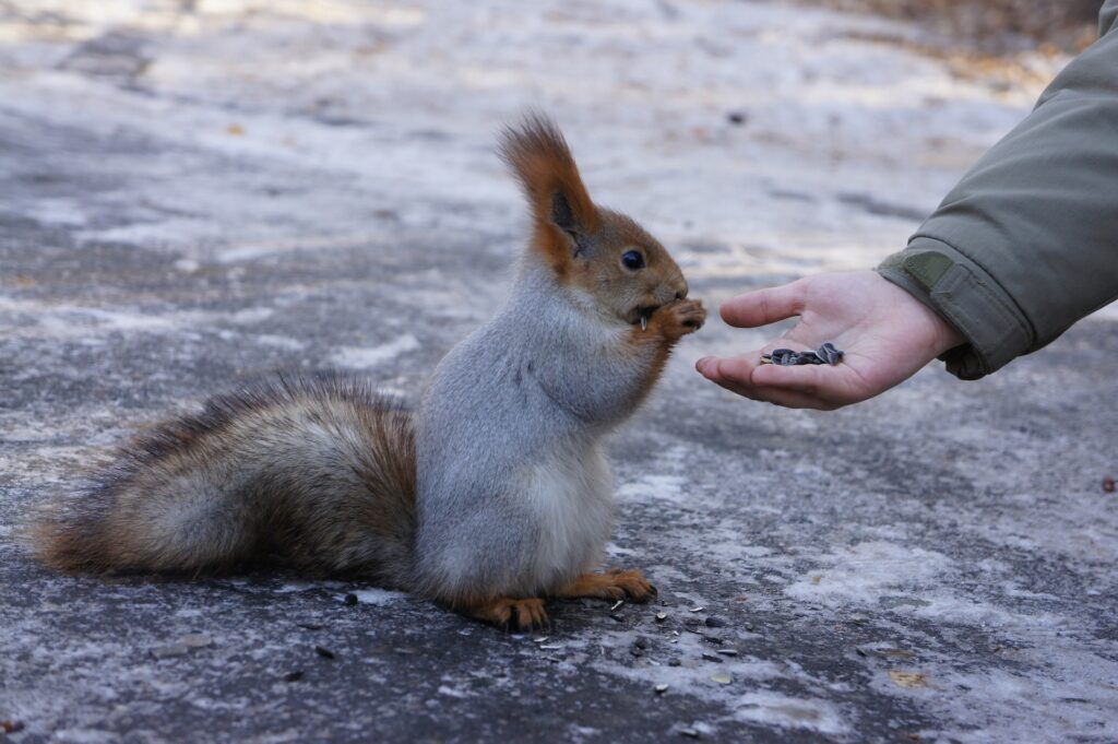 Does Vinegar Deter Squirrels? — PlantWorksNYC