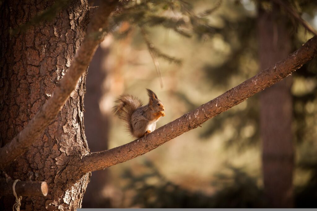 do-squirrels-eat-pumpkin-seeds