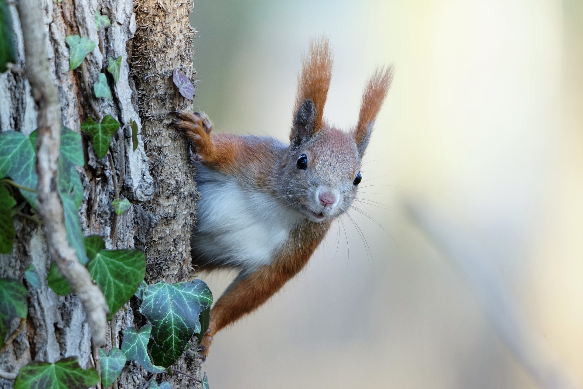 What Frightens Squirrels? — PlantWorksNYC