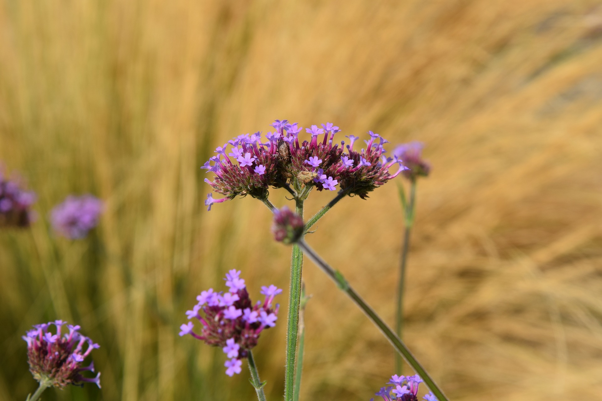 how-long-do-air-plants-live-learn-the-secrets-to-making-yours-last