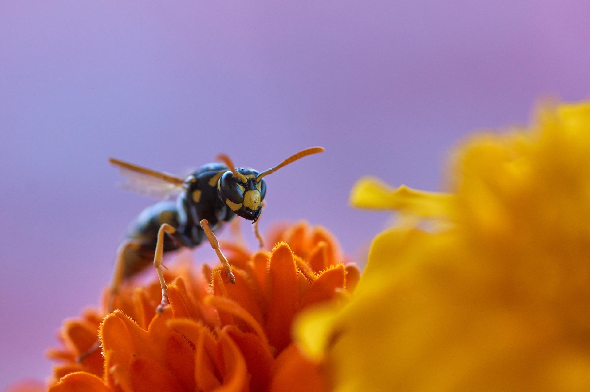 do-wasps-make-honey