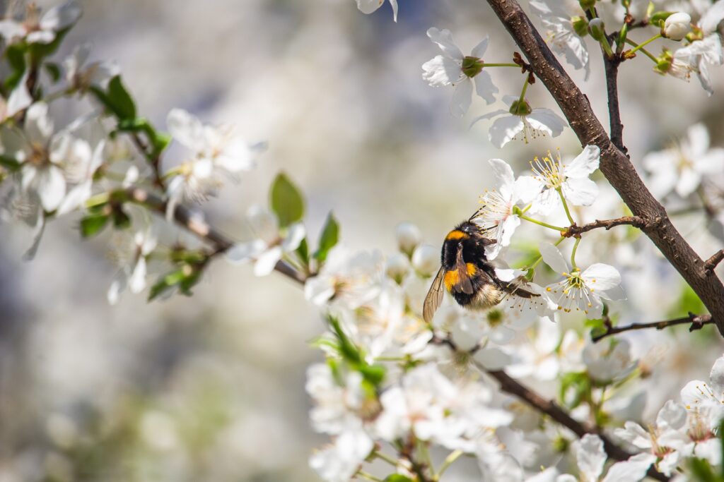 do-wasps-make-honey