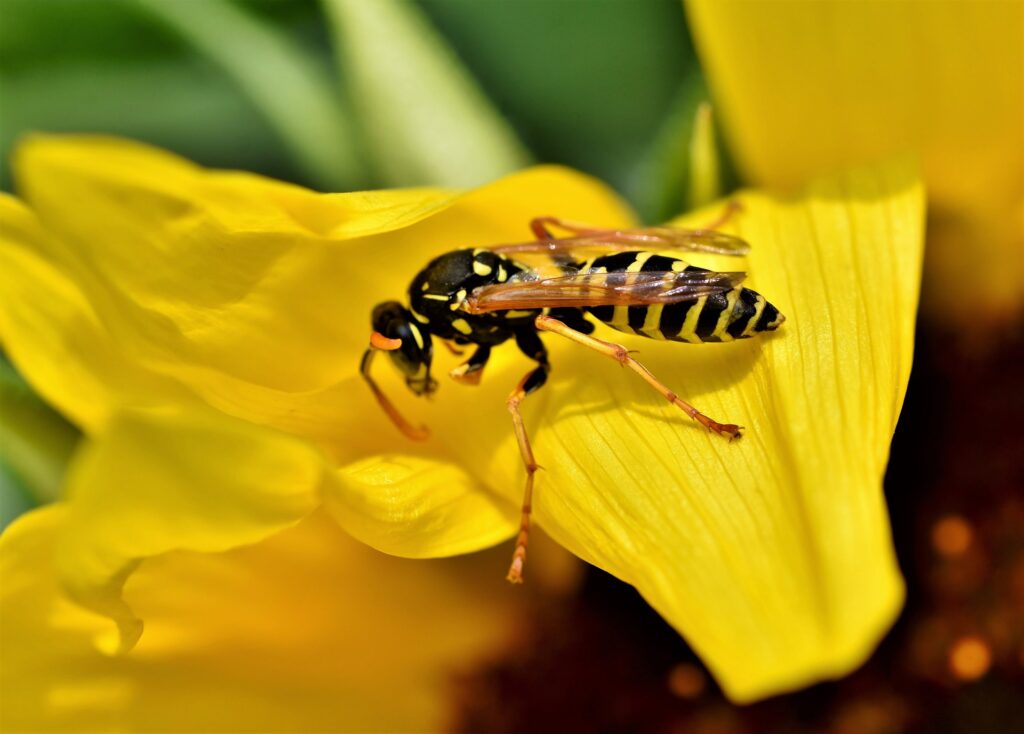 do-wasps-make-honey