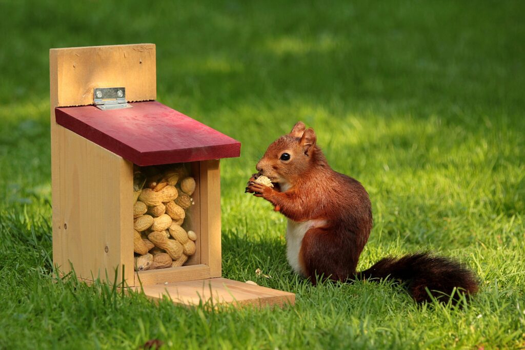 are-squirrels-edible