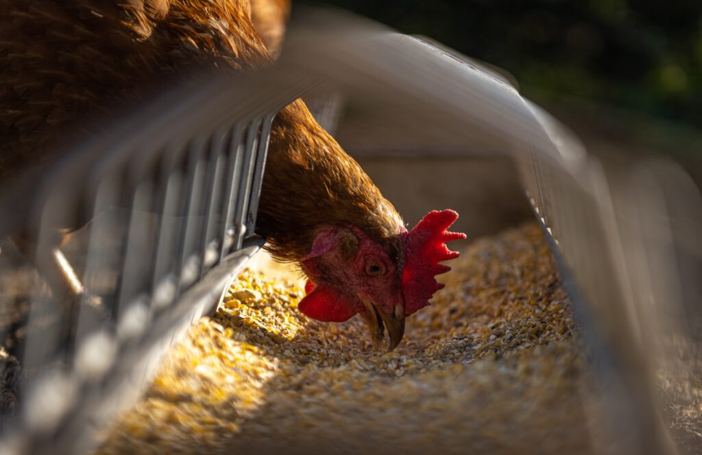 do-chickens-eat-slugs