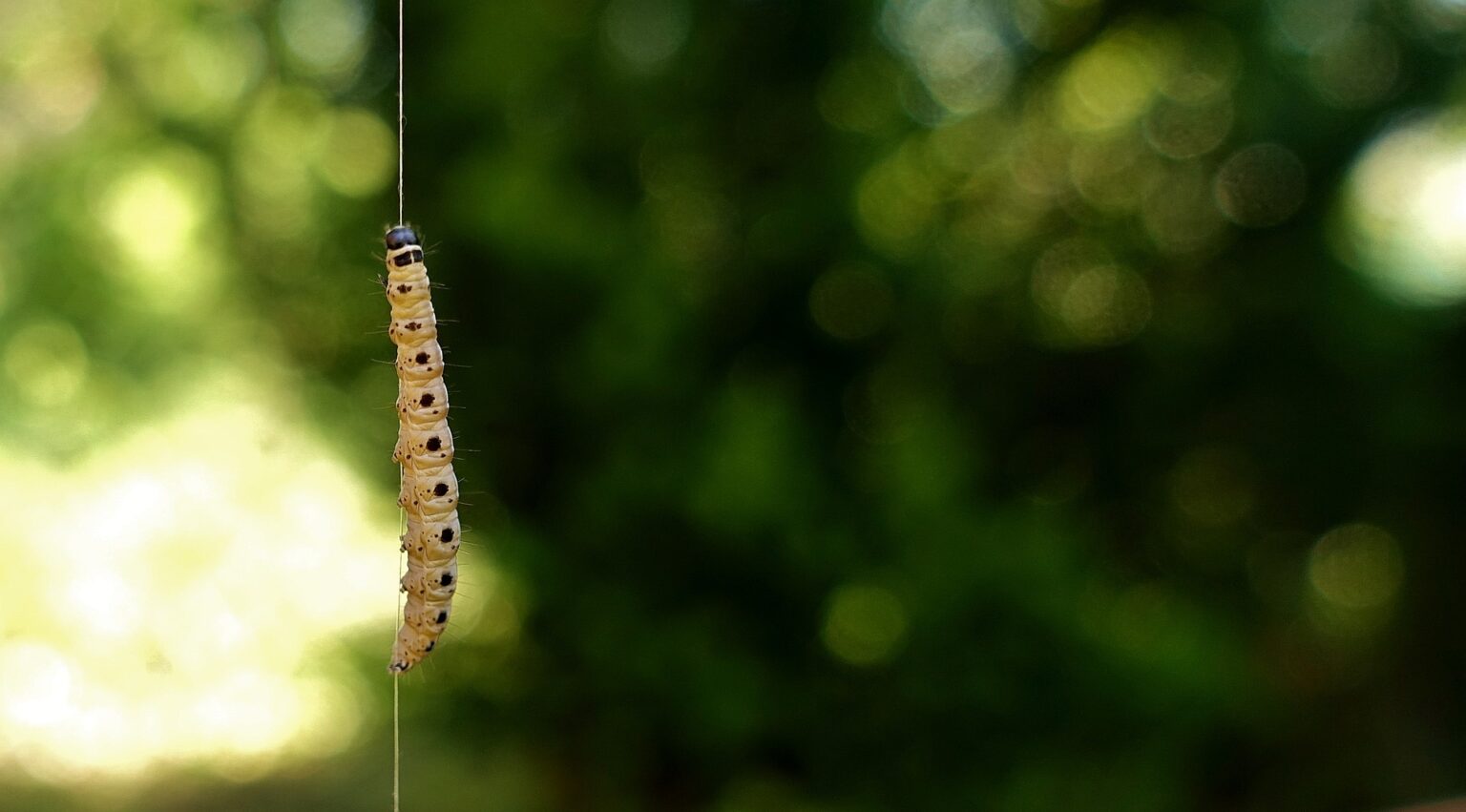 What Do Caterpillars Hate? — PlantWorksNYC