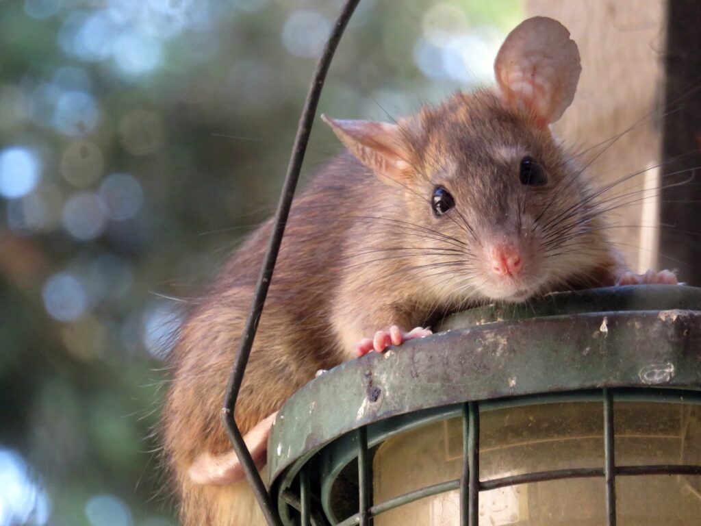 does-rat-poison-kill-squirrels