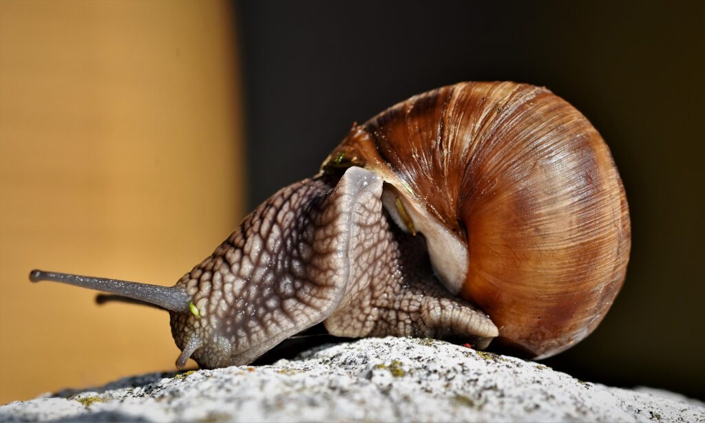 why-are-snails-so-slow