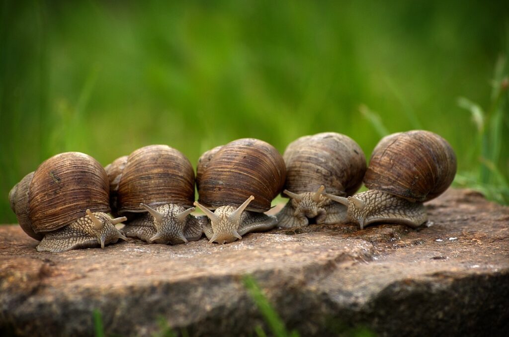 what-eats-snails