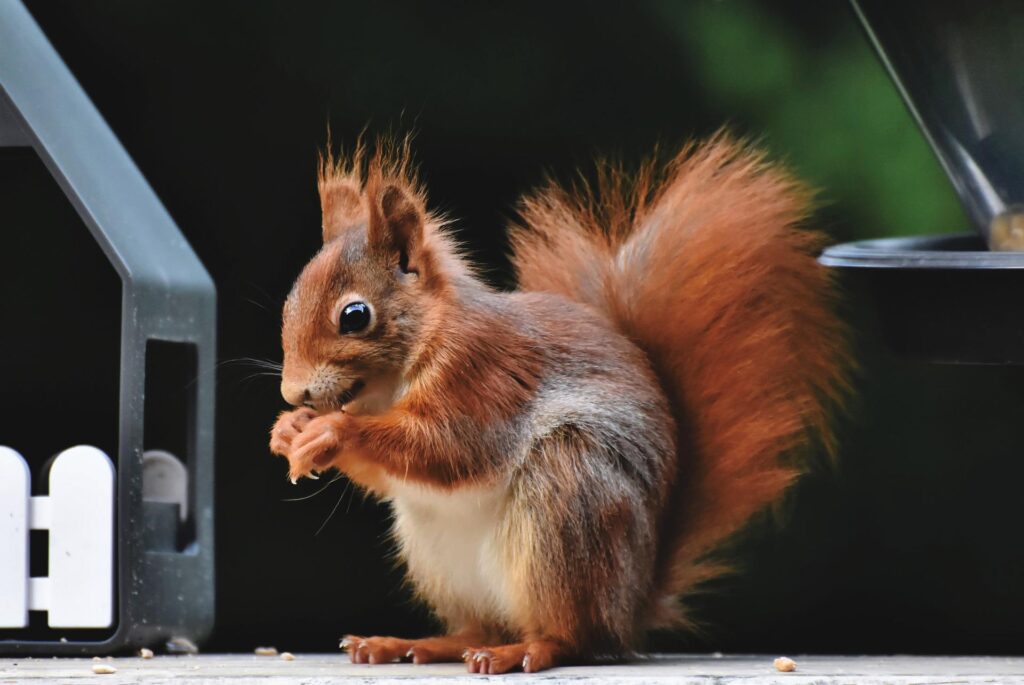 are-squirrels-edible