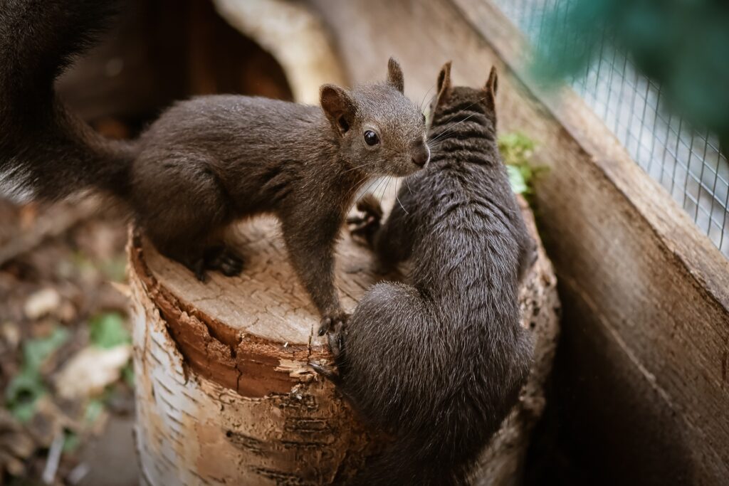 how-to-get-rid-of-squirrels