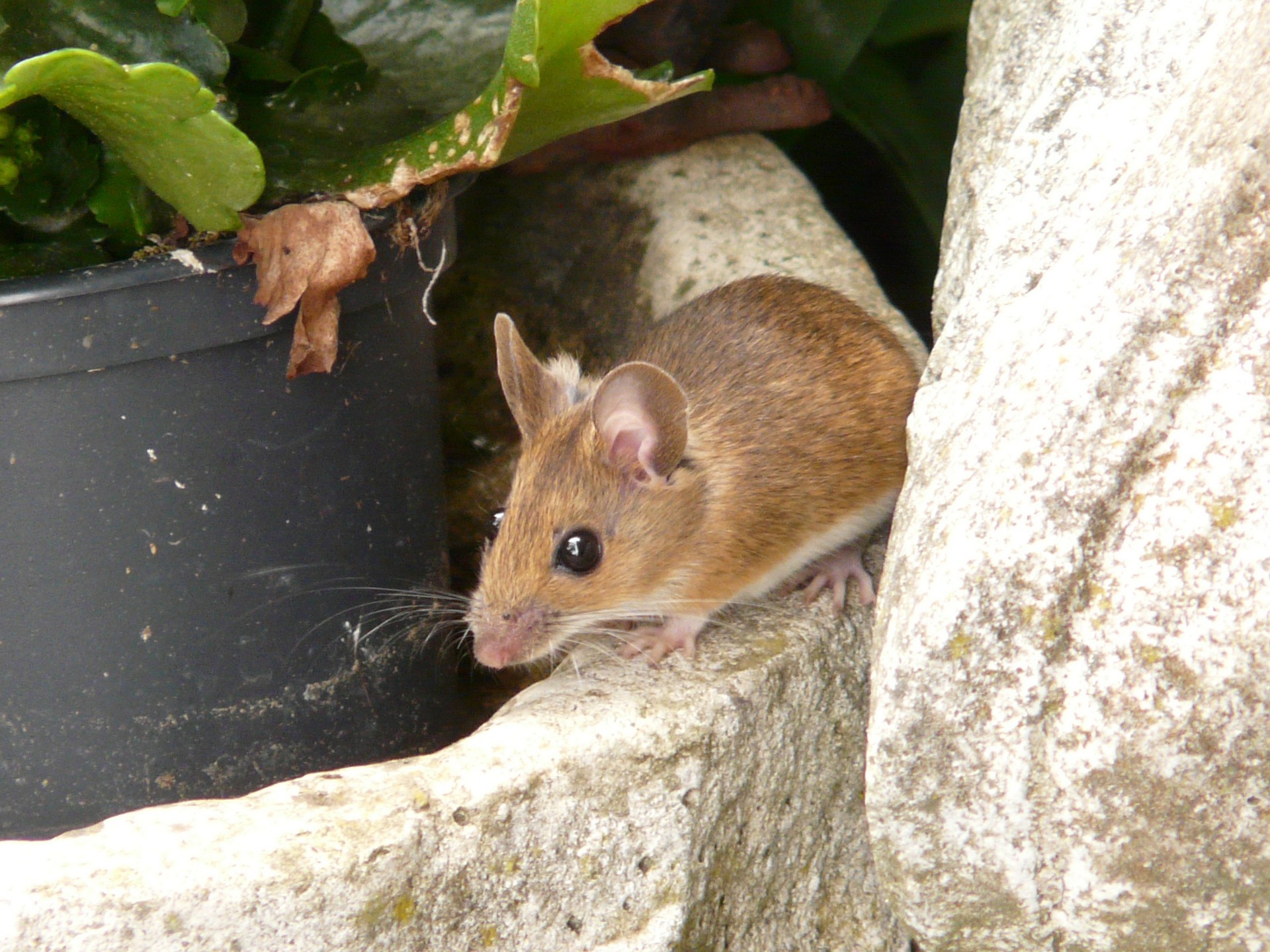 Slugs Rats Do Mice Eat Slugs? — PlantWorksNYC