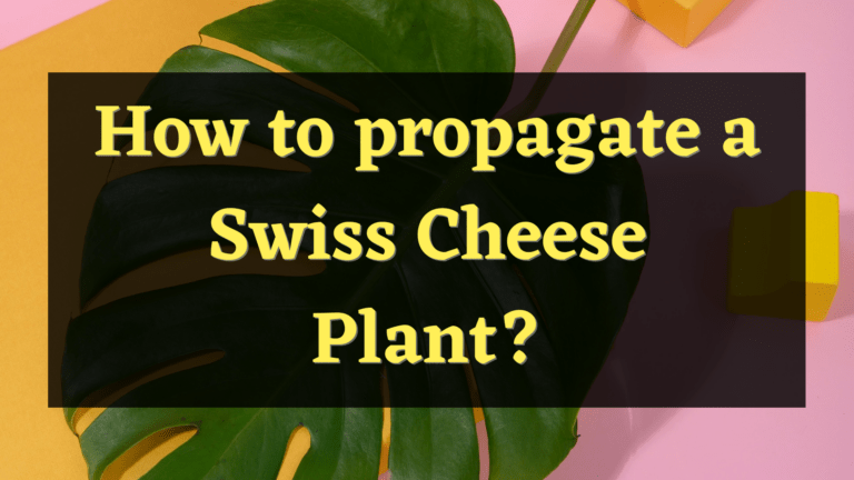 How to propagate a Swiss Cheese plant?