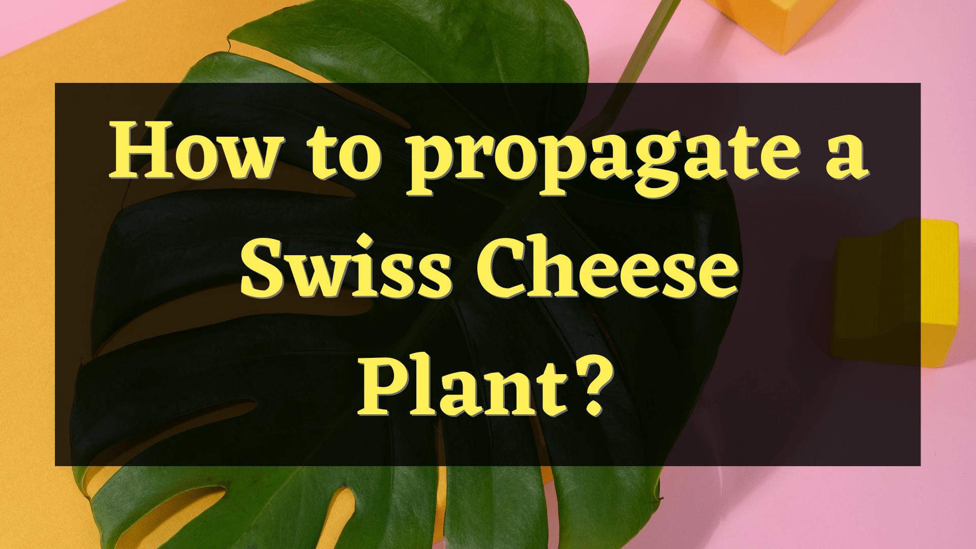propagate a swiss cheese plant