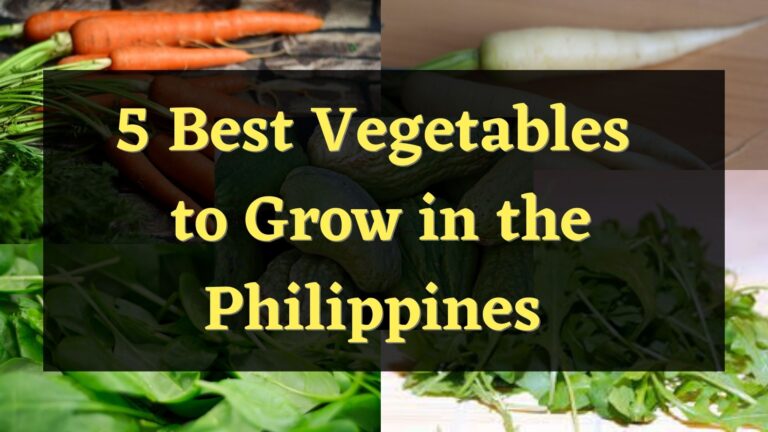 5 Best Vegetables to Grow in the Philippines