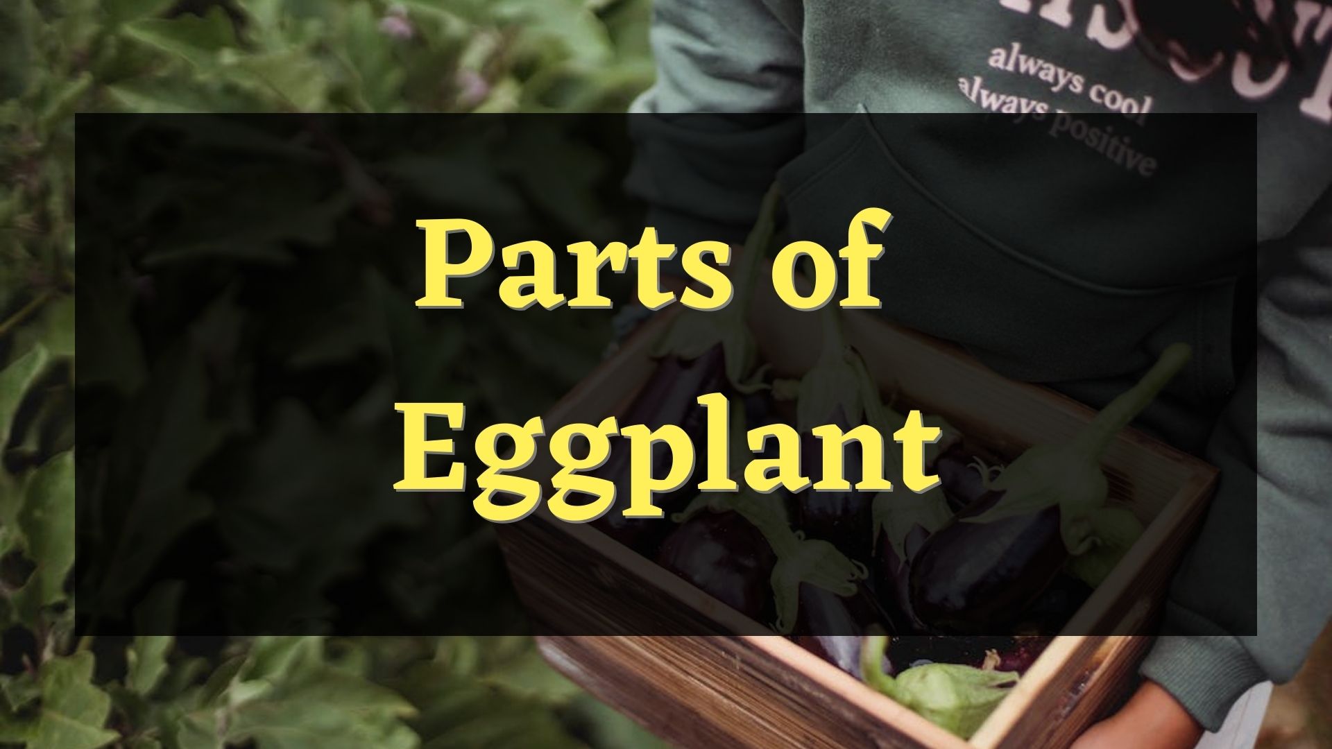 6 parts of eggplant