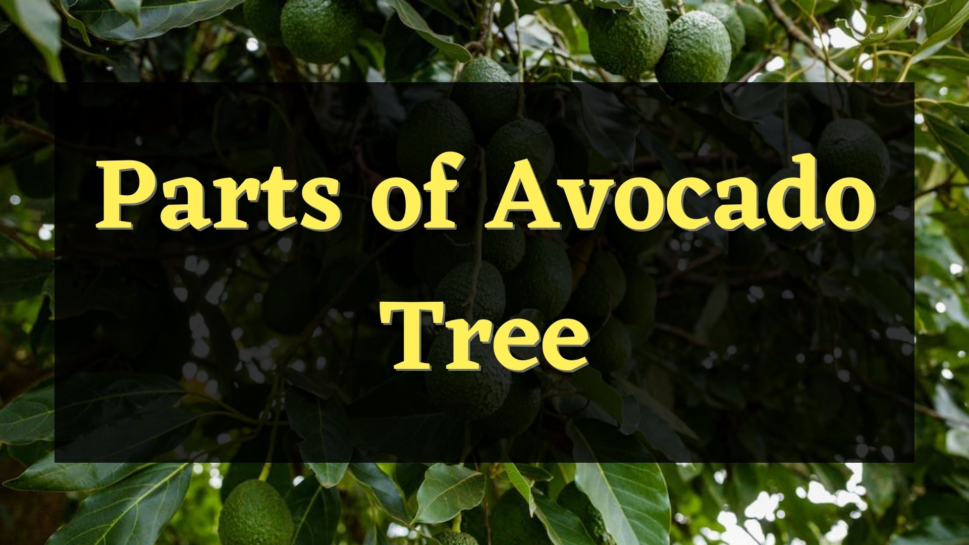 7 parts of avocado tree