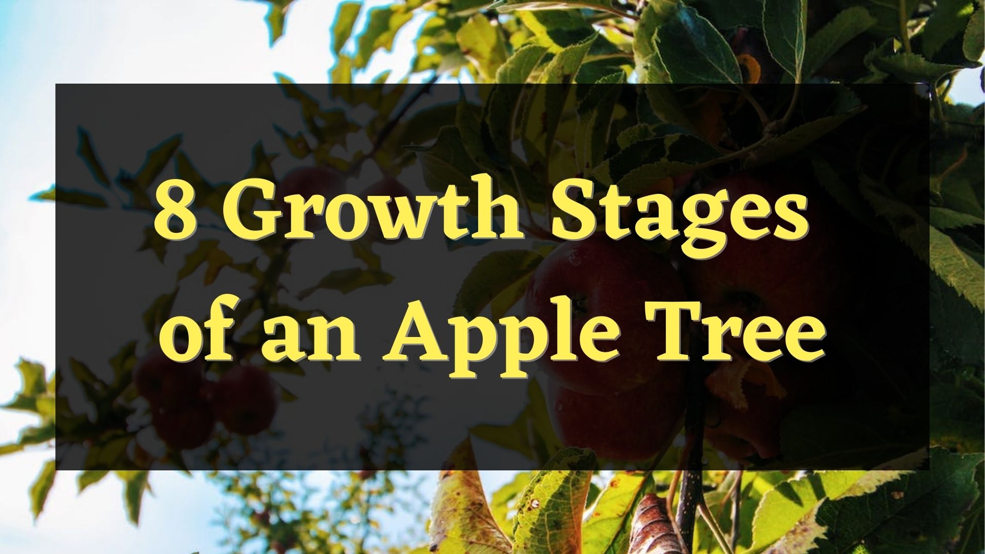 8 growth stages of an apple tree