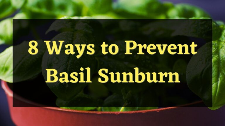 8 Ways to Prevent Basil Sunburn