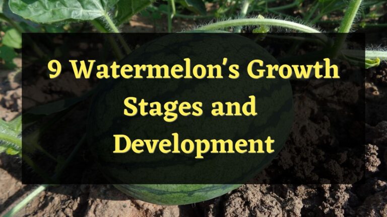 9 Watermelon’s Growth Stages and Development