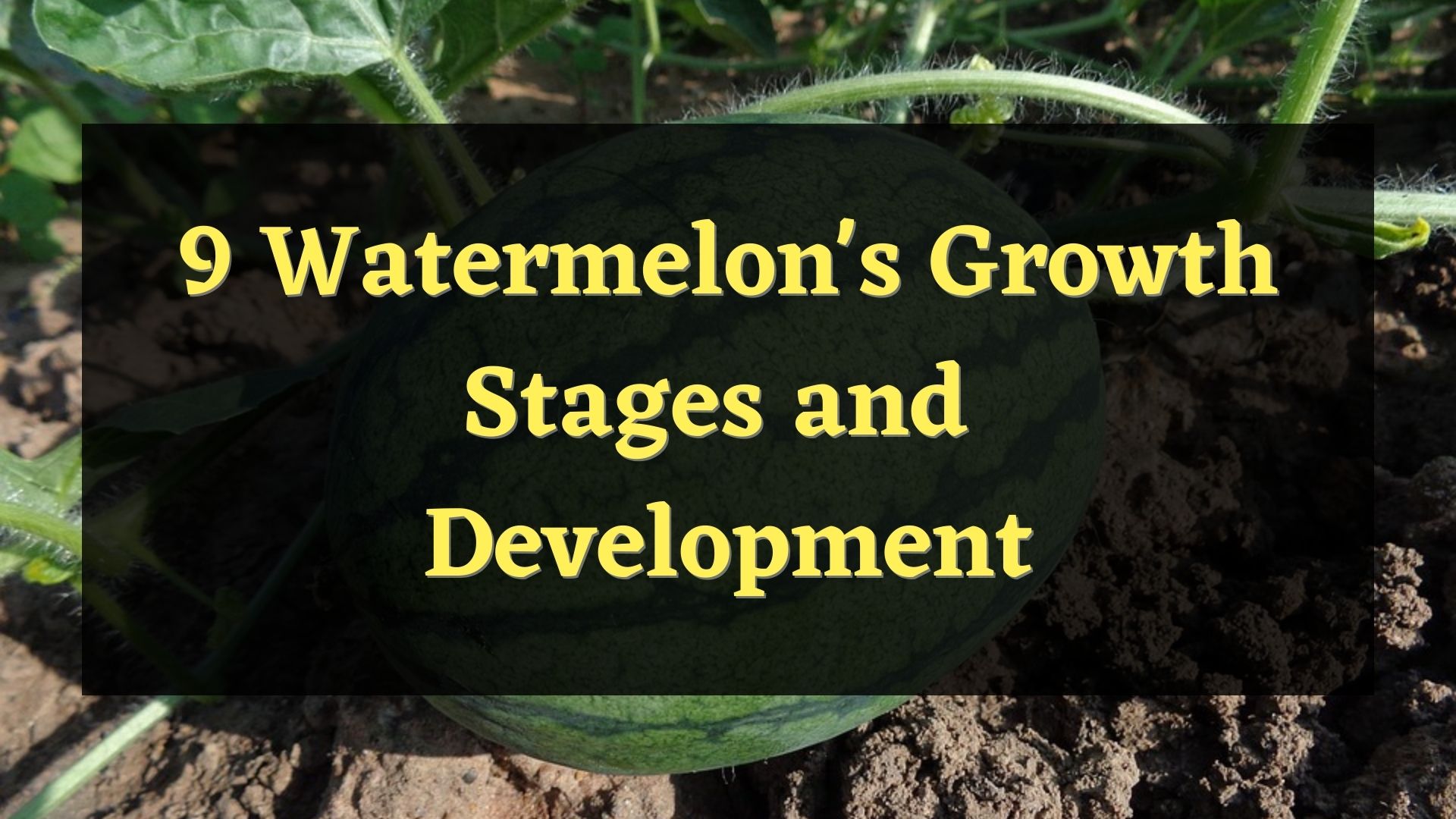 9 watermelons growth stages and development