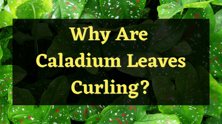 Why Are Caladium Leaves Curling?