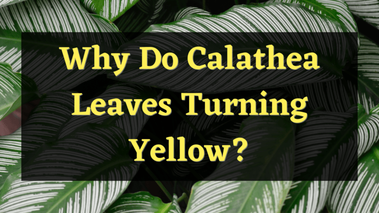 Why Do Calathea Leaves Turning Yellow?