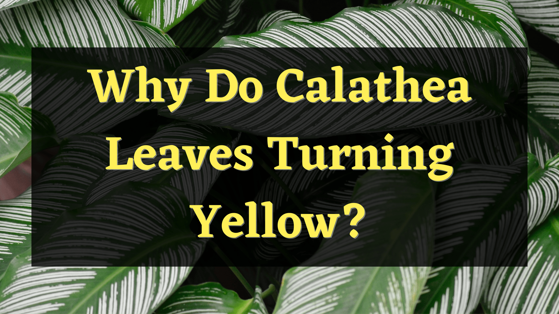 calathea leaves turning yellow