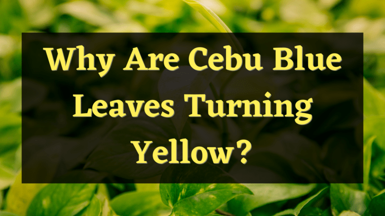 Why Are Cebu Blue Leaves Turning Yellow? – Here’s Why