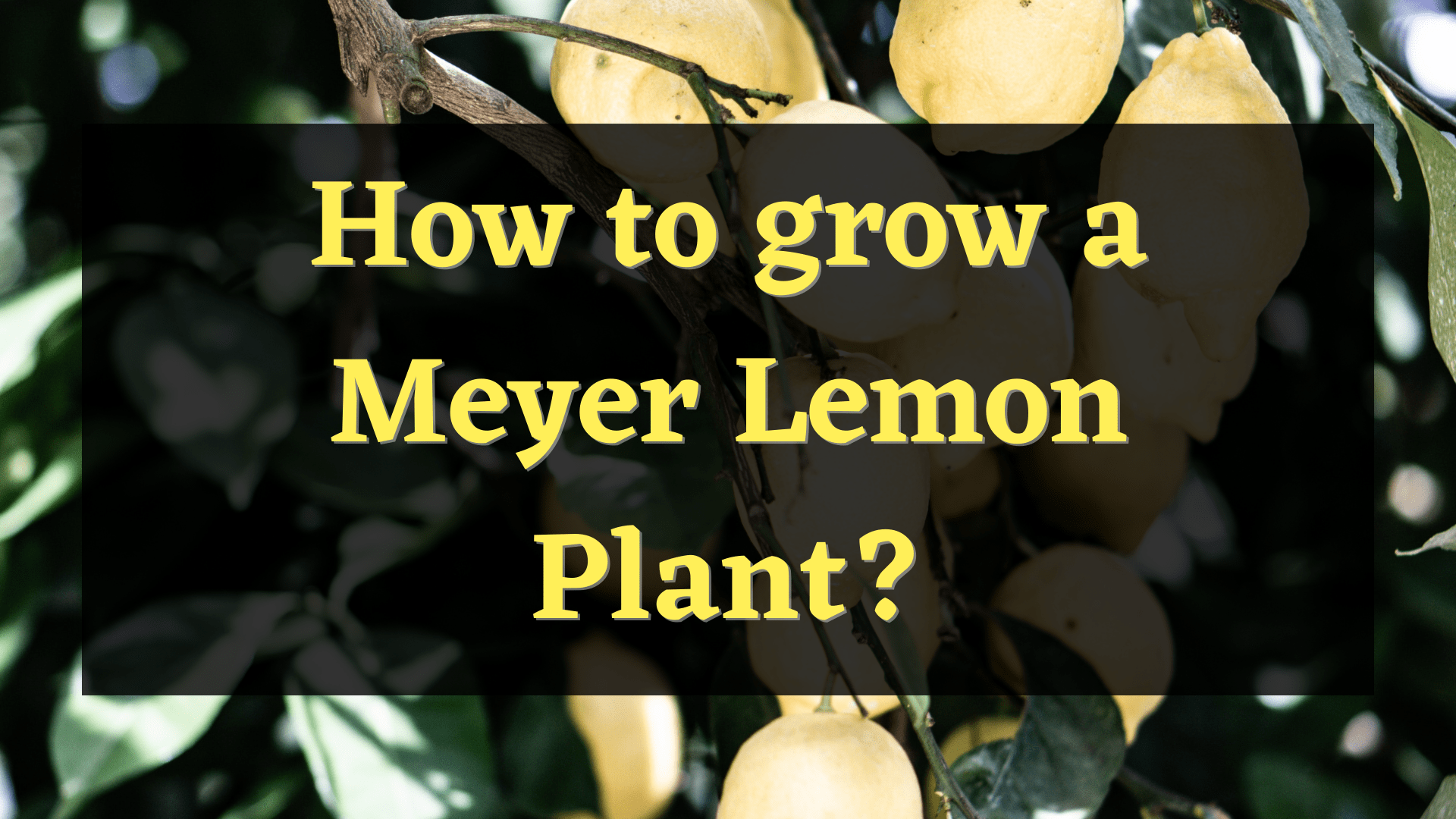 how to grow a meyer lemon tree