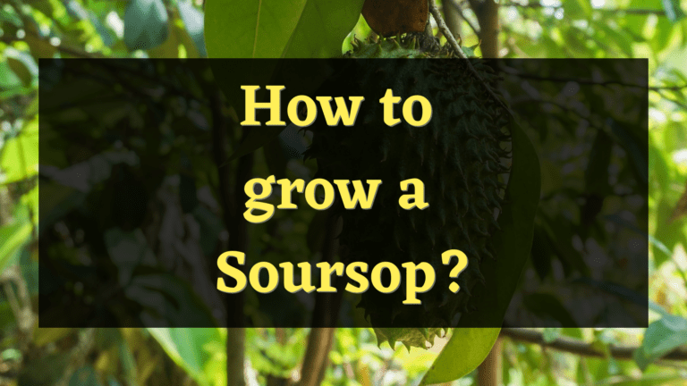 How to Grow a Soursop?