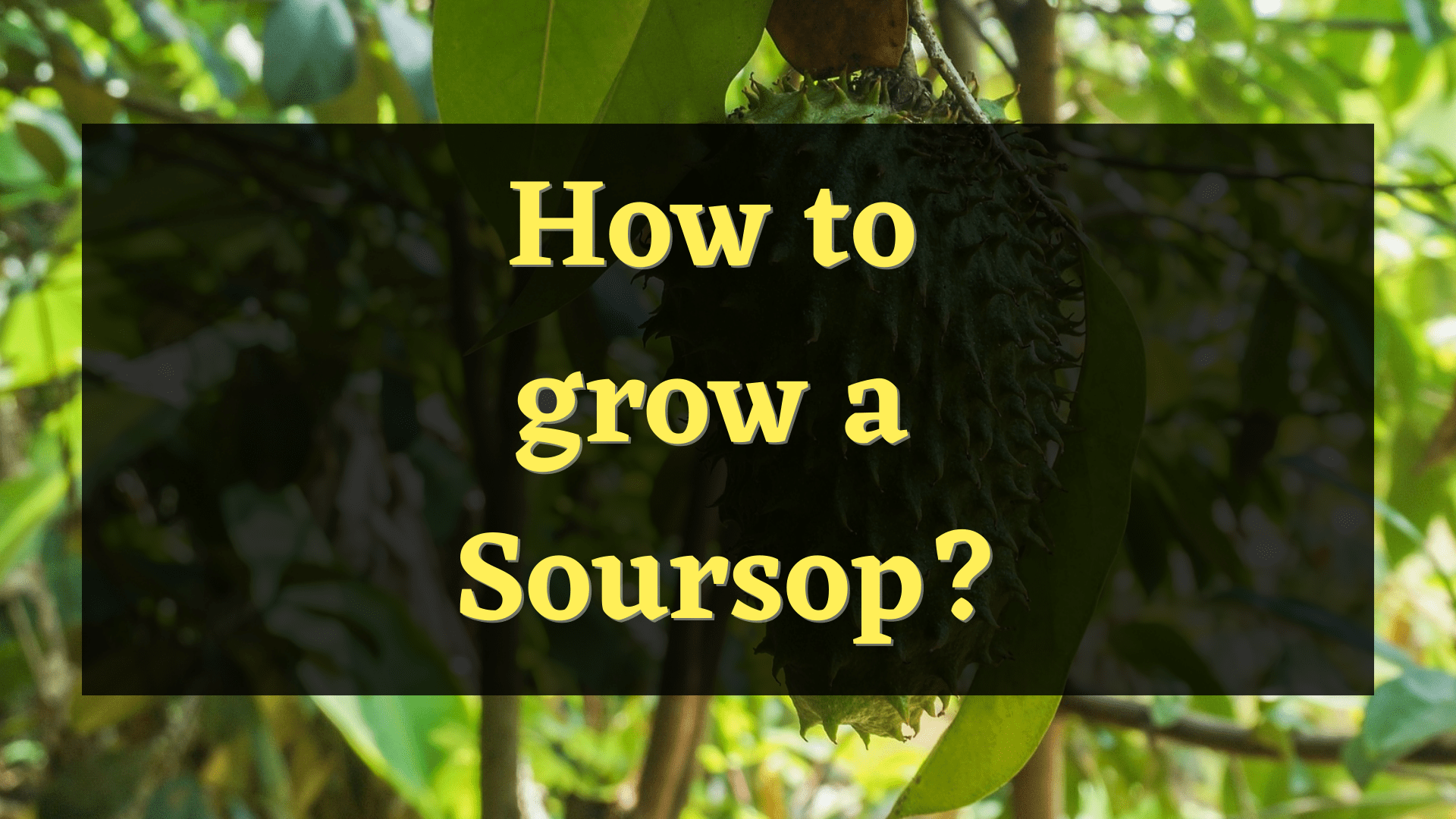 how to grow a soursop