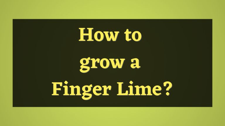 How to Grow a Finger Limes?