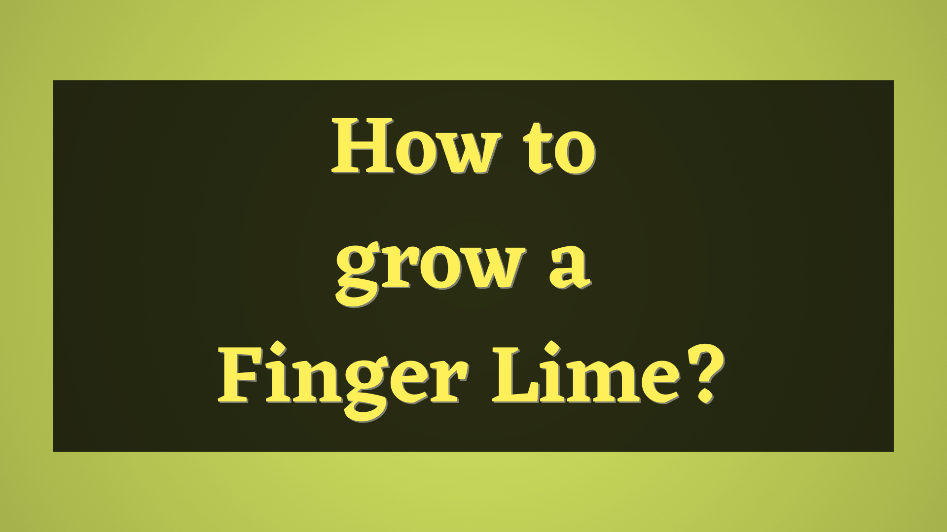how to grow finger lime