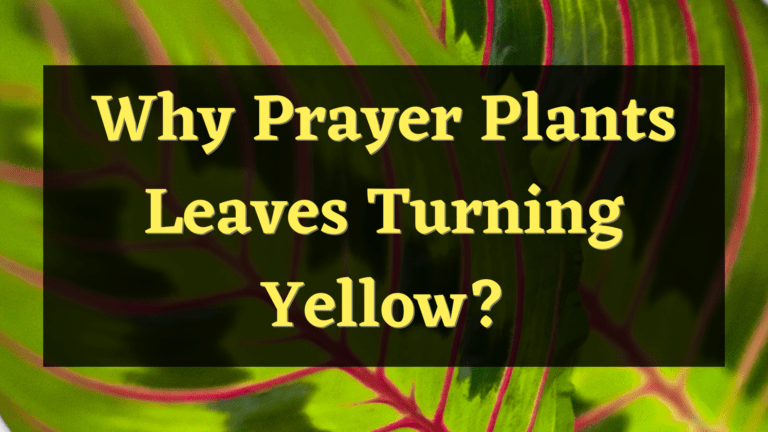 12 Common Reasons Why Prayer Plant Leaves Turning Yellow