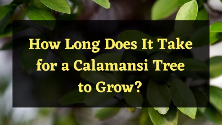 How Long Does It Take for a Calamansi Tree to Grow?