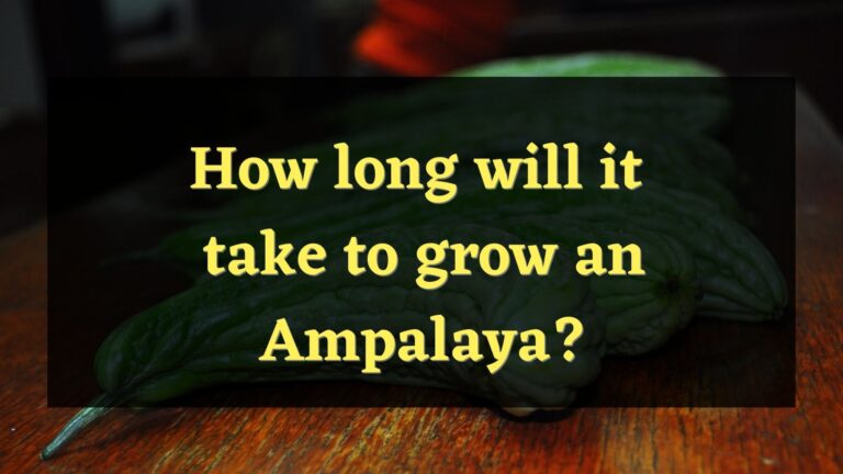 How Long Does it Take for an Ampalaya to Grow?