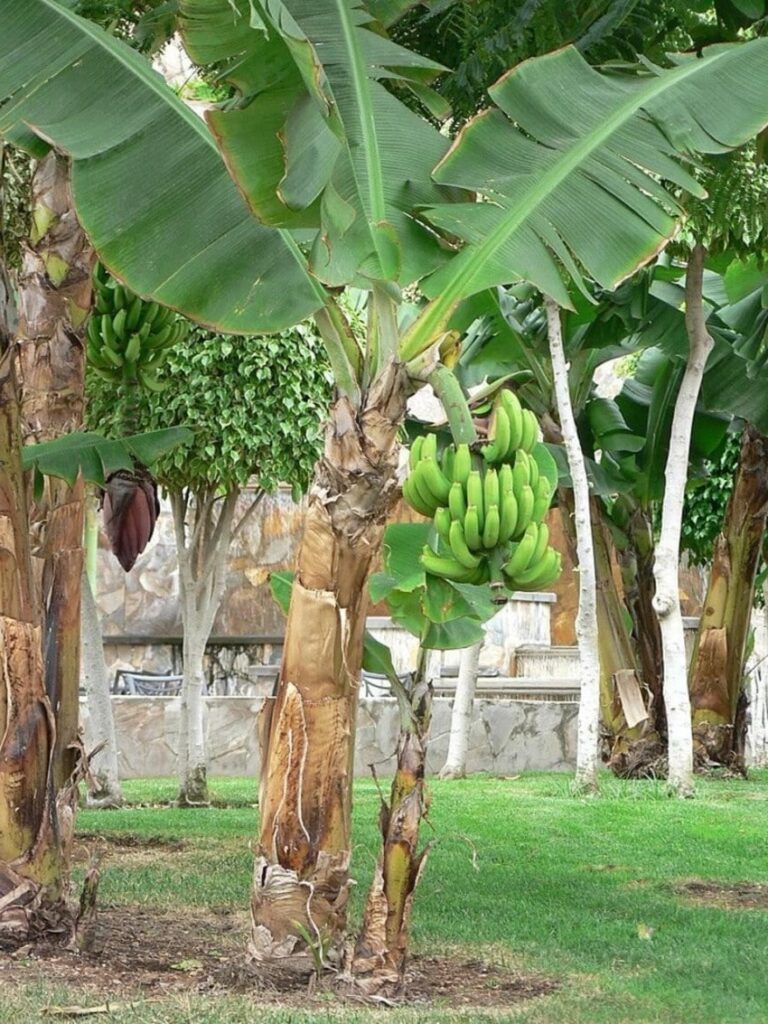 8 Parts of Banana Tree — PlantWorksNYC