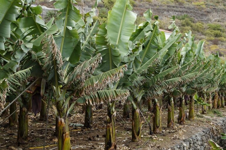 How to save an Overwatered Banana Plant? — PlantWorksNYC