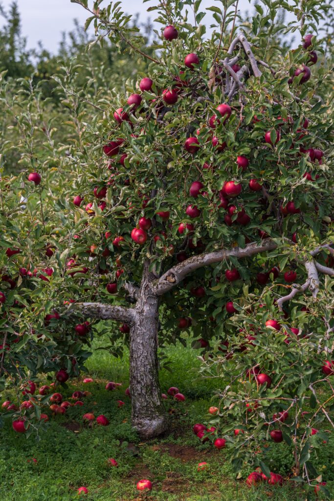 established apple tree