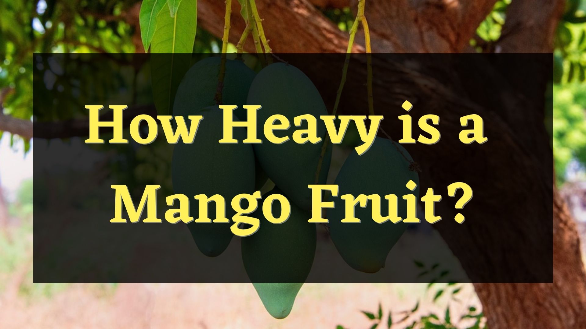 how heavy is a mango fruit