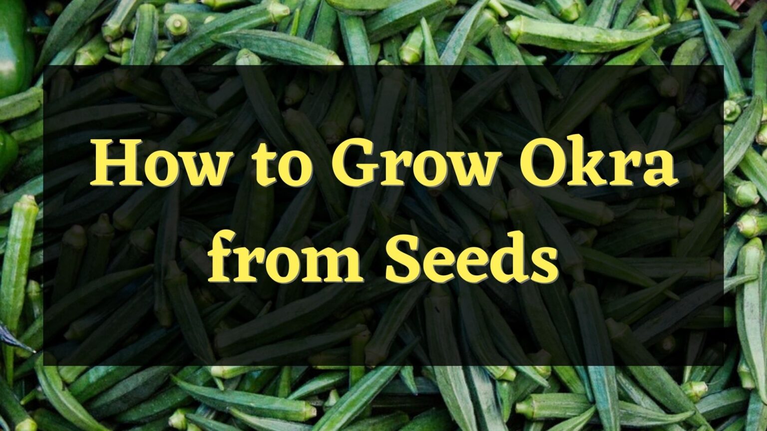 How to Grow Okra Seeds from Your Garden? — PlantWorksNYC