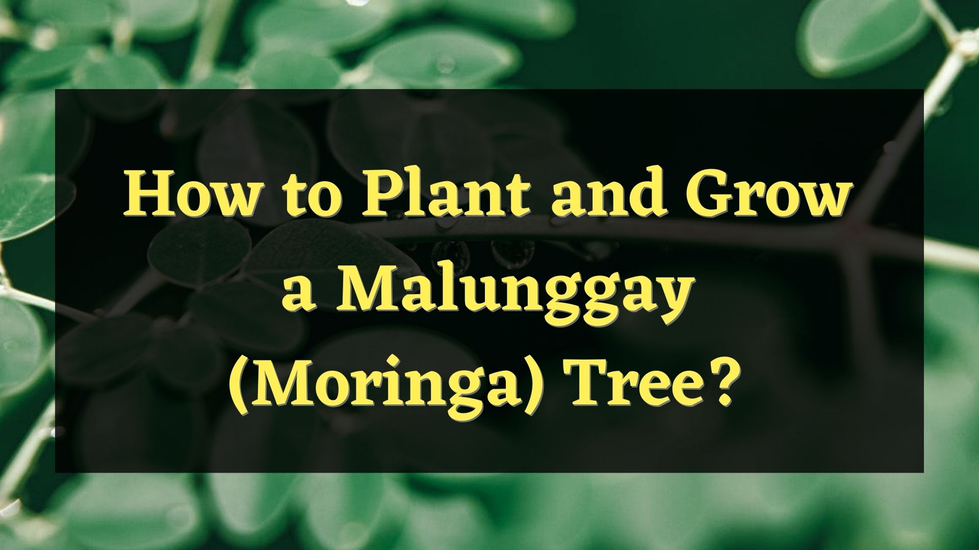 how to plant and grow malunggay tree