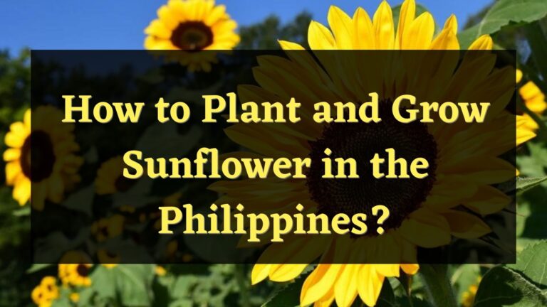 How to Plant and Grow Sunflower in the Philippines?
