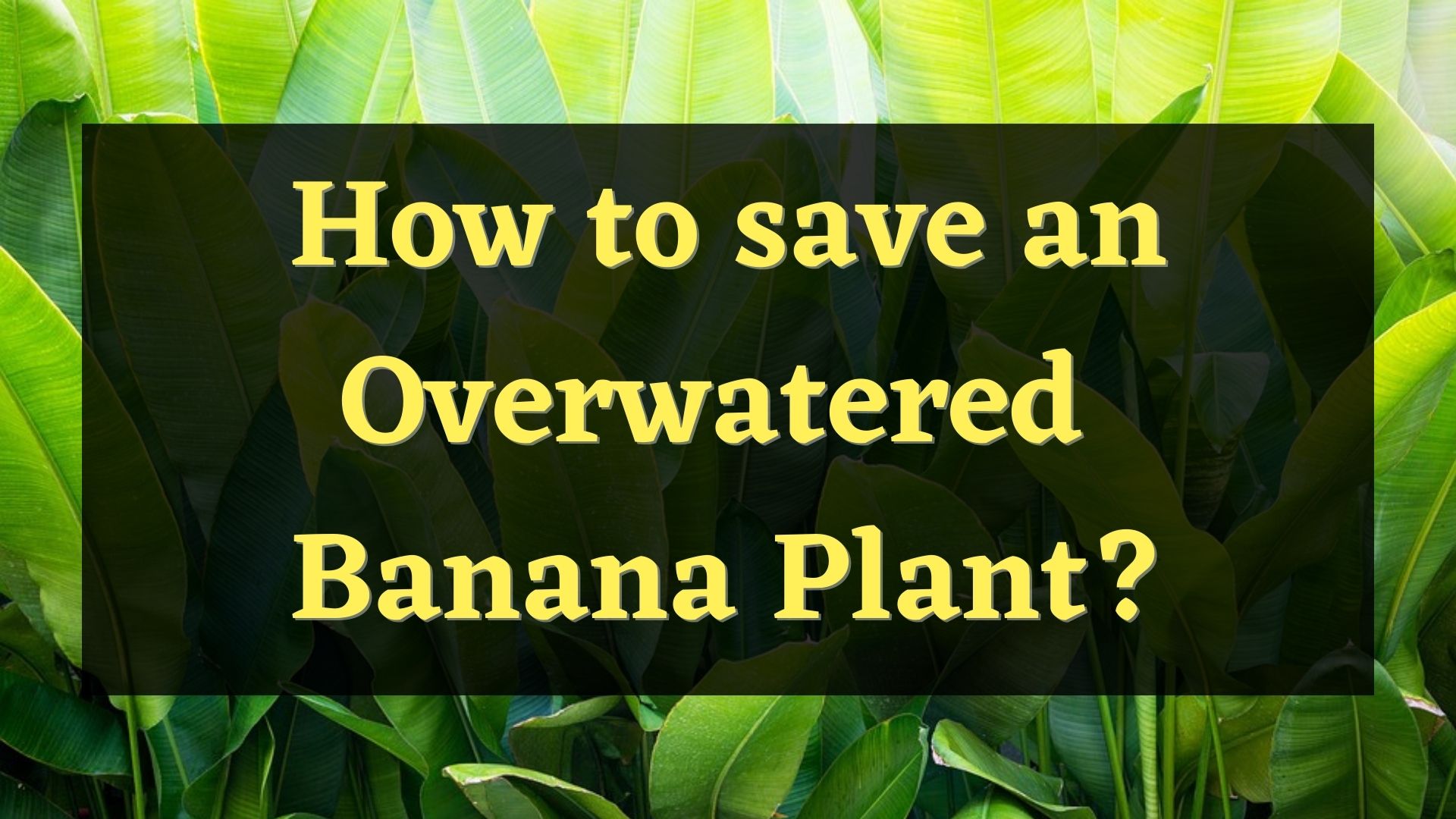 how to save an overwatered banana plant