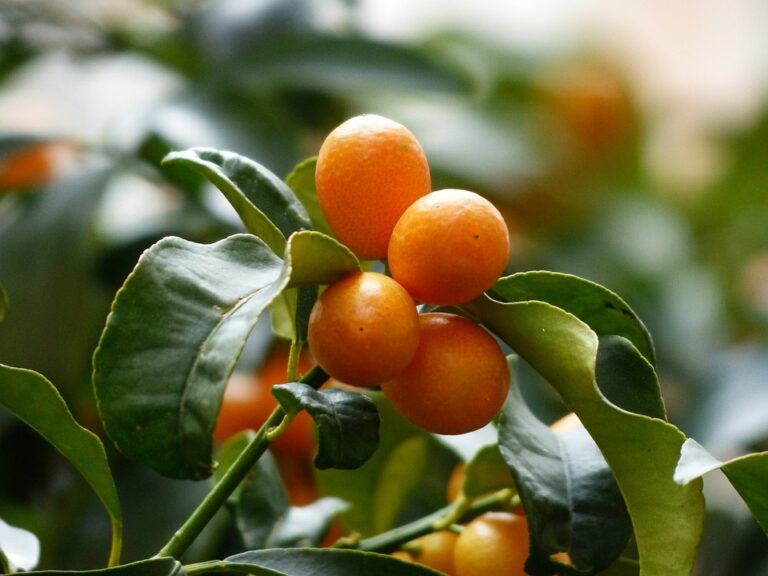 Calamansi vs Kumquat What is the Difference? — PlantWorksNYC