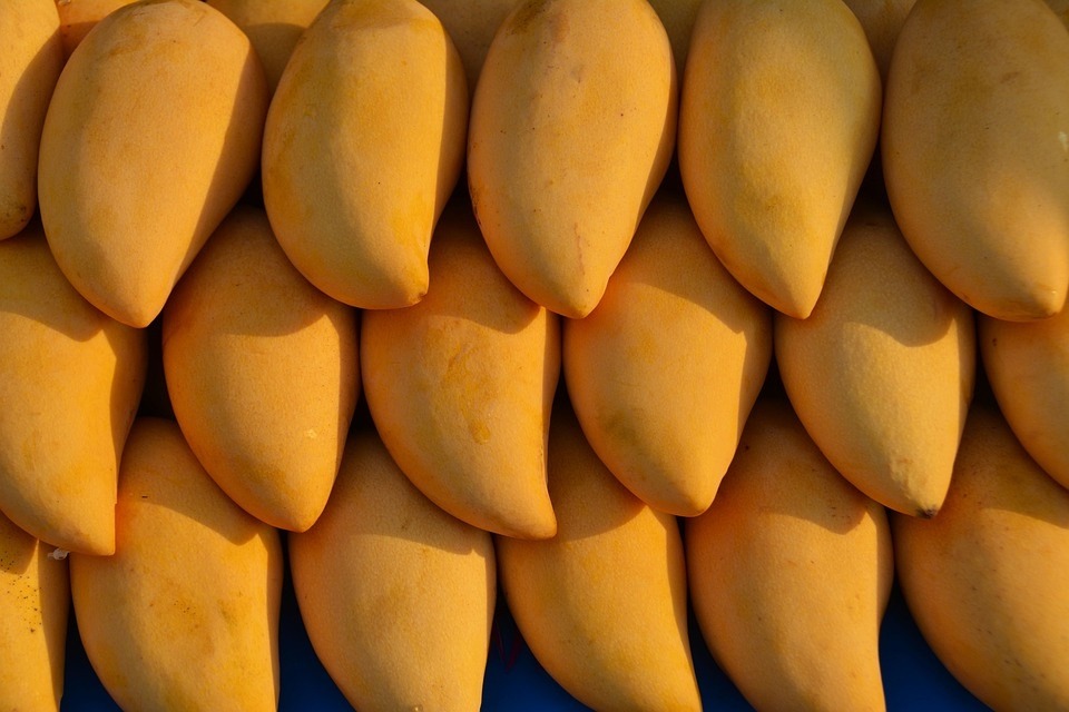 How Heavy is a Mango Fruit? — PlantWorksNYC