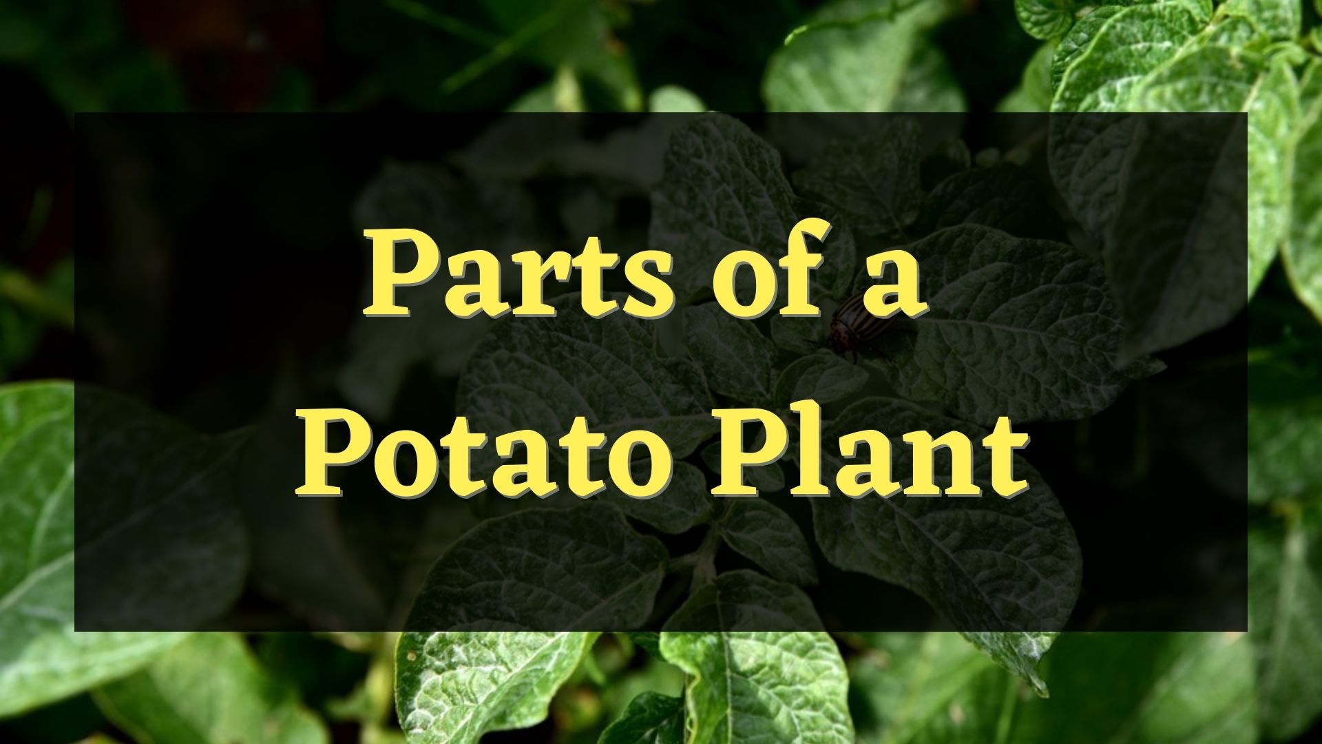 parts of a potato plant